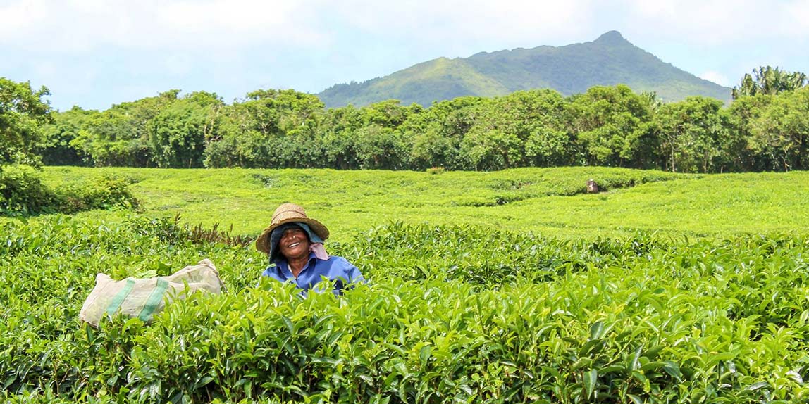 a-journey-back-in-time-with-the-mauritius-tea-route (3)