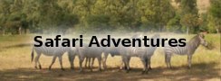 Safari