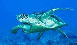 Saint Brandon Island Mauritius Saint Brandon Island Mauritius