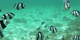 Blue Bay Marine Park Mauritius Blue Bay Marine Park Mauritius