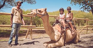 Camel Ride Activities at Casela Nature Parks