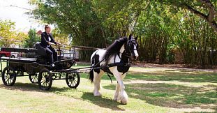 Horse Carriage Ride in The North of Mauritius