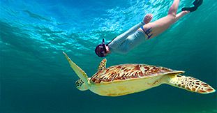 Swim with Turtles at Balaclava Marine Park