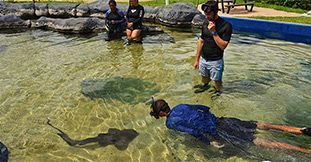 Shark Encounter & Visit to the Odysseo - Oceanarium