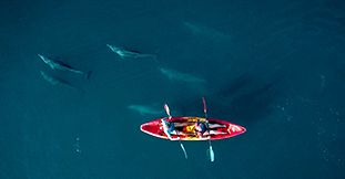 Kayaking with Dolphins - West Coast