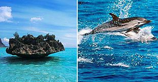 Swim With Dolphins + Visit Benitiers Island + Lunch -Promotion!