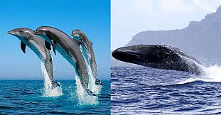 Swim With Dolphins & Whale Watching