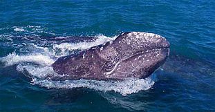 Exclusive Whale Watching - 2.5 Hours