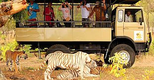 Big Cats Drive Thru in Mauritius (Casela Parks)