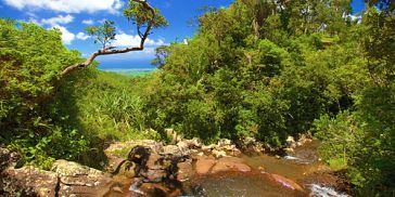 Hiking Trip - Black River Gorges Park - Half Day