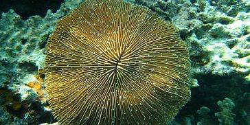 Glass Bottom Boat Trip and Snorkeling at Blue Bay Mauritius Glass Bottom Boat Trip and Snorkeling at Blue Bay Mauritius