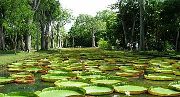 Mauritius Botanical Garden Mauritius Botanical Garden