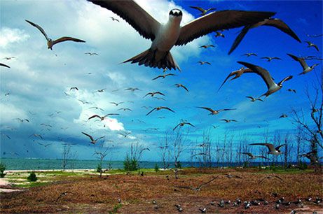 Rodrigues Birds Rodrigues Island History