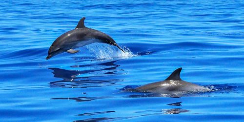 2-hour Swim with Dolphins Budget Trip