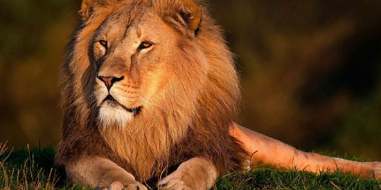 Safari Adventures Day - 1 Day Package