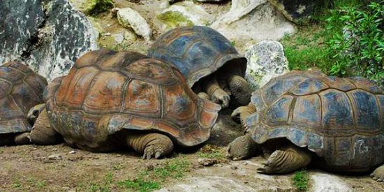 Visit Of The Giant Tortoises Park (Rodrigues)
