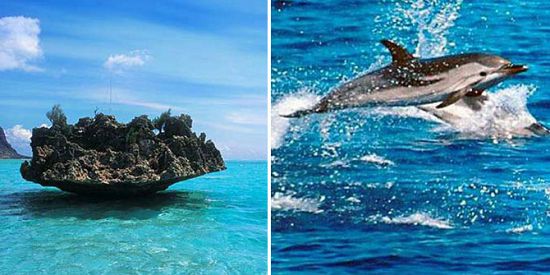 Swim With Dolphins + Visit Benitiers Island + Lunch -Promotion!