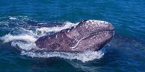 Exclusive Whale Watching - 2.5 Hours