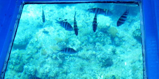 Glass bottom blue bay mauritius