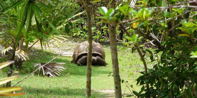 Ile aux aigrettes giant tortoises