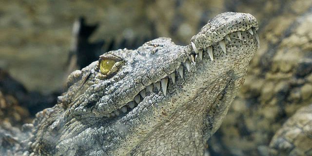 Crocodile park la vanille mauritius