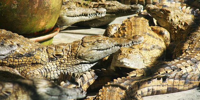 Parc crocodile tortues geantes reserve ile maurice