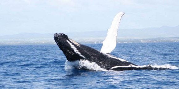 Mauritius whales watching