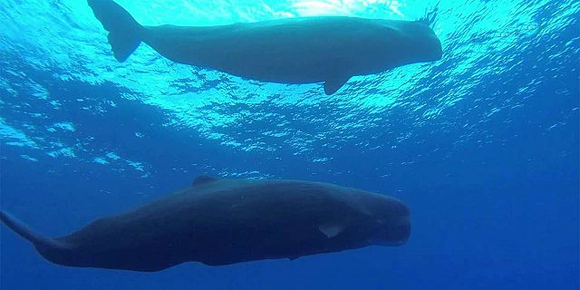 Whale watching mauritius