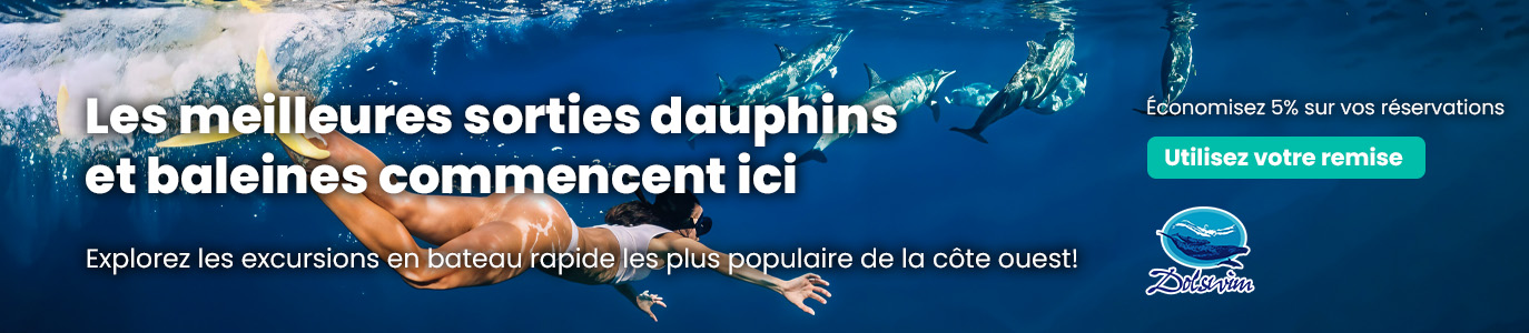 Dolphin Swim French Banner