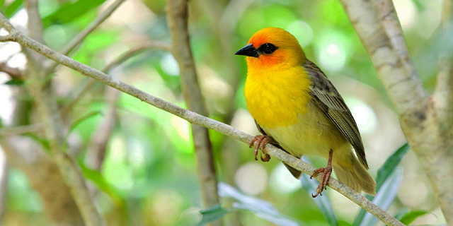Explore rodrigues guided visit grande montagne nature reserve lunch on the beach (6)