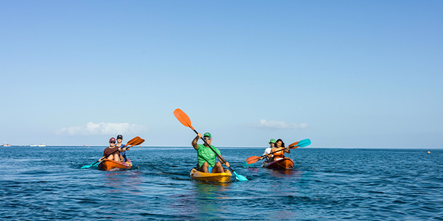 Kayaking dolphins west coast (5)