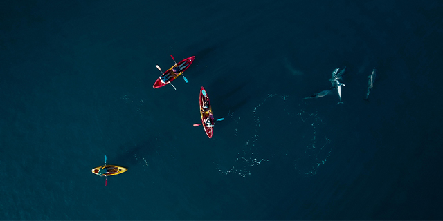 Kayaking dolphins west coast (6)