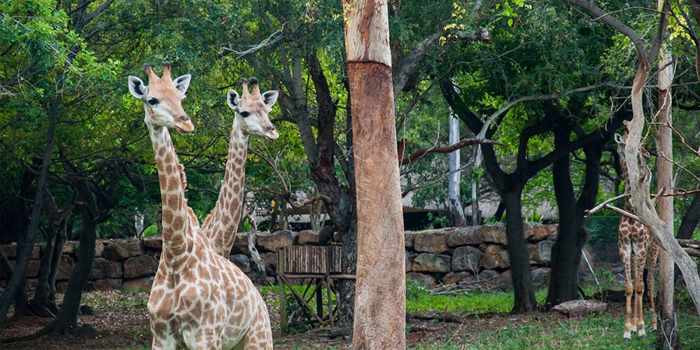 Big cats drive thru in mauritius casela park (10)