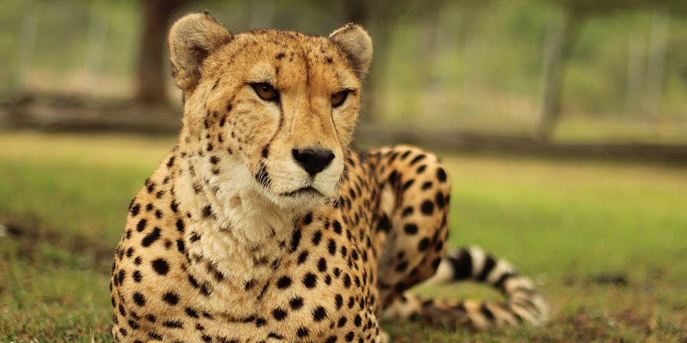 Big cats drive thru in mauritius casela park (12)