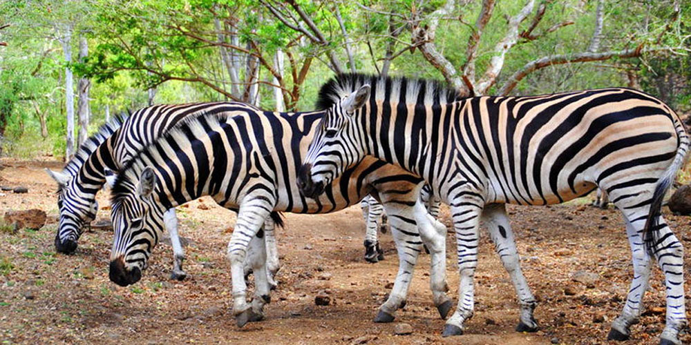 Big cats drive thru in mauritius casela park (4)