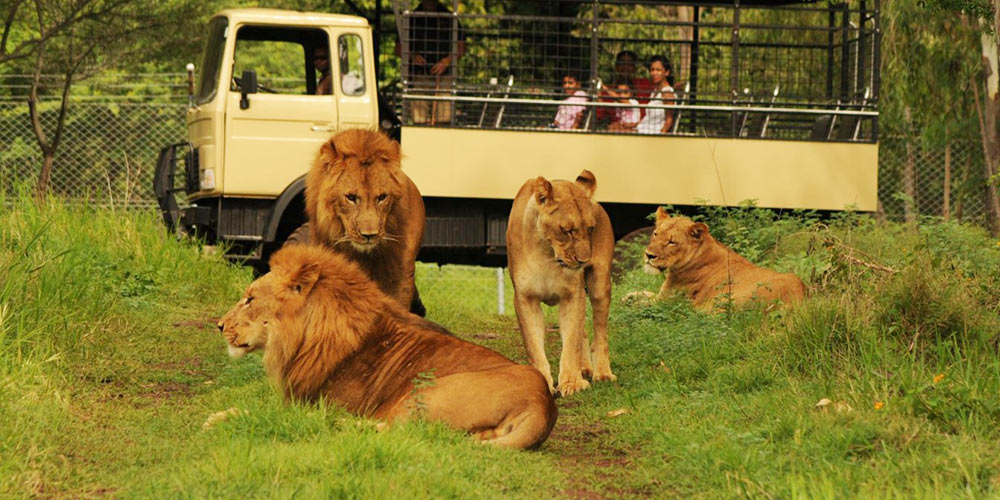 Big cats drive thru in mauritius casela park (5)
