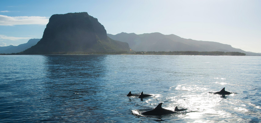 Catamaran Cruise with the Dolphins (West Coast Cruise)