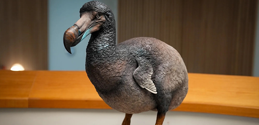  Mauritius Dodo Bird