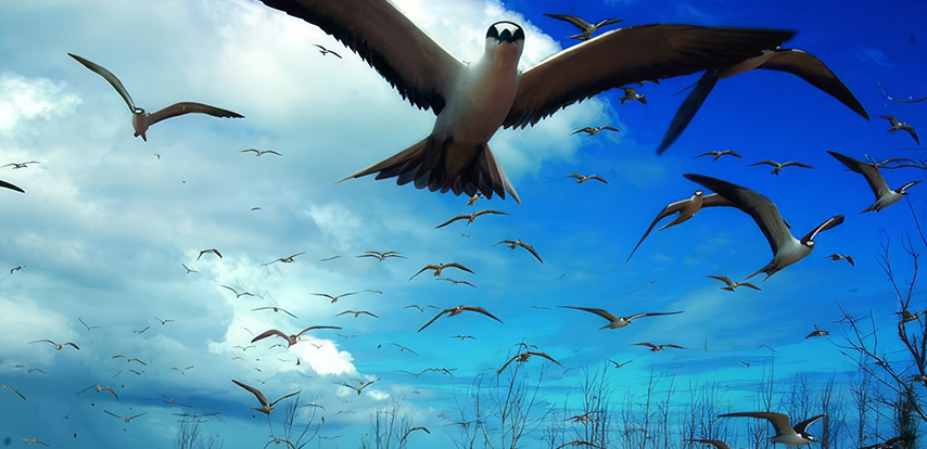 Top places to visit in Rodrigues