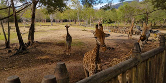 Petit-déjeuner avec les girafes