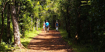 Black River Gorges National Park - Mauritius Attractions