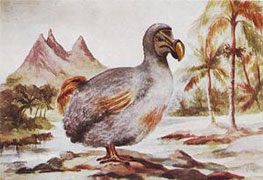 The Dodo Bird