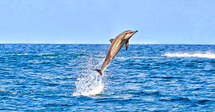 Private Speedboat Dolphin Cruise from Grand Baie to West