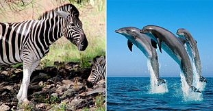 Dolphins - Chamarel - Safari Bird Park - 1 Day Package