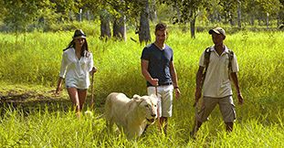 Ziplining - Lions Walking - Animal Park - 1 Day Package