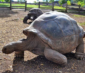 tortoises