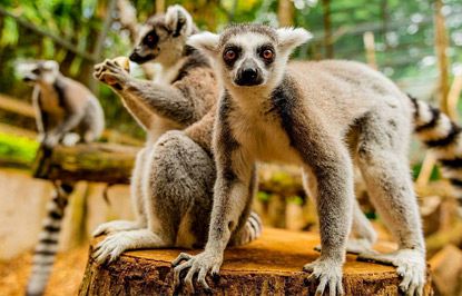 Wildlife Parks in Mauritius