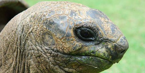 Visit Of The Giant Tortoises Park (Rodrigues) - Mauritius Attractions