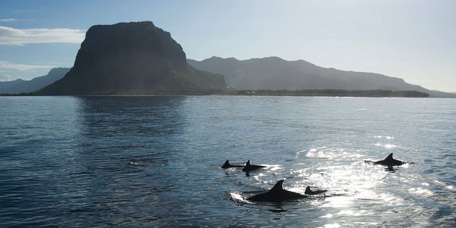 Catamaran Cruise See Dolphins Visit Benitiers Island Mauritius Attractions
