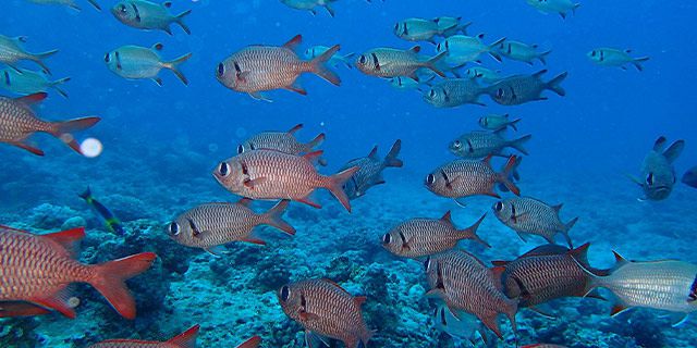 Night Dive on The North Coast of Mauritius - Mauritius Attractions